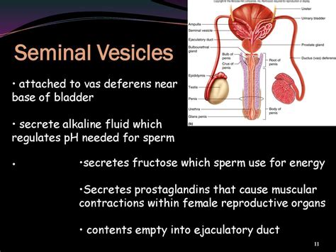 testes secretes a thick alkaline fluid|Male Reproductive System Anatomy and Physiology.